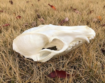 Real Raccoon Skull | Animal Skull for Collection or Educational Display