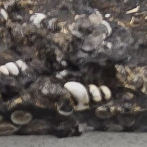 May include: Abstract image showing a textured surface with a mix of dark grey, brown, and white elements. The composition appears to be a close-up of a natural material, possibly stone or a similar organic substance.