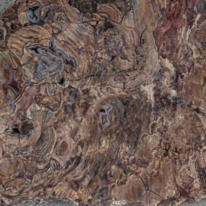 Crazy Patterns Petrified Bog Slab RS882