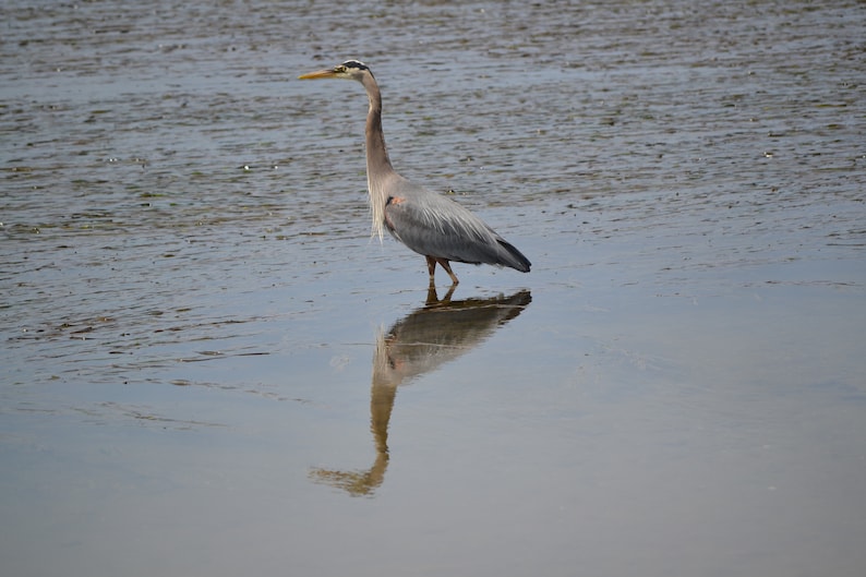 Oregon Coast Animals Great Blue Heron Heron Wildlife Birds