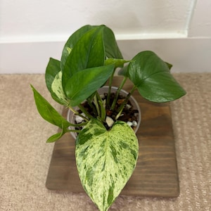 May include: A potted houseplant with large, variegated green and white leaves. The plant is in a clear plastic pot, sitting on a small, square wooden board. The leaves have a speckled pattern.