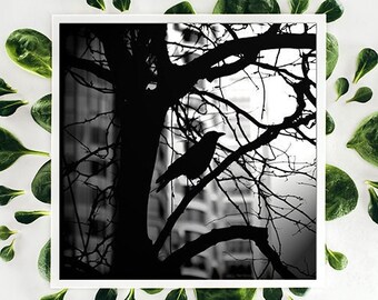 Bird in the City Silhouette Black and White Square Photo Art Print - 8x8