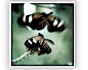 Macro Butterflies Dancing Grunge Style Photo Art Print - Butterfly Magic - Junksy - Square