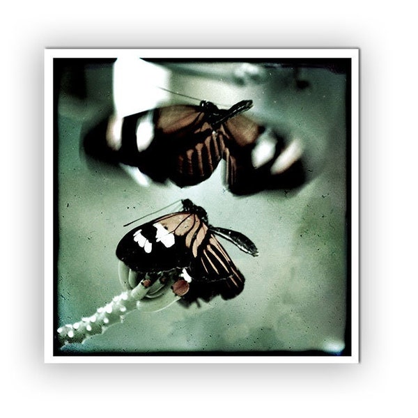 Macro Butterflies Dancing Grunge Style Photo Art Print - Butterfly Magic - Junksy - Square