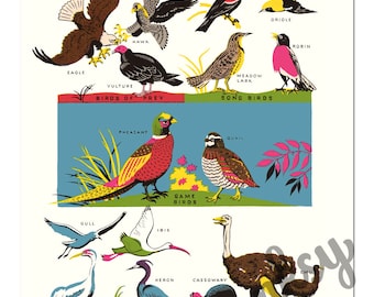 Vintage Birds Colorful Illustration Art Print Diagram Aviary Art Print