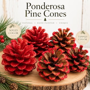 May include: A collection of Ponderosa pine cones featuring solid red paint and red-tipped brown scales. The text Ponderosa Pine Cones, Solid Color, and Tipped Color is visible. These natural pine cones are arranged on a circular wooden slice.