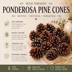 May include: A collection of brown Ponderosa pine cones with open scales. The image includes text: WILD FORAGED PONDEROSA PINE CONES, 100% NATURAL, RUSTIC TEXTURE, VERSATILE USE, NATURALLY UNIQUE, HAND FORAGED, GREAT FOR CRAFTS & DECOR, PERFECT FOR NATURE LOVERS.