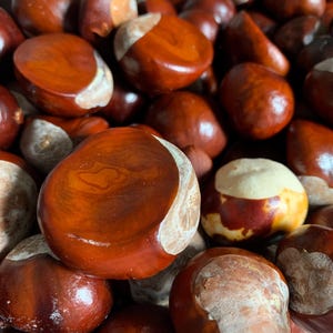 May include: A large collection of horse chestnuts, also known as conkers, featuring smooth, glossy, deep reddish-brown shells with distinct, pale, cream-colored circular patches. The seeds are rounded and vary in size, showing natural textures.