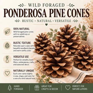 Ponderosa Pine Cones, Natural Pinecones for Crafts, Rustic Fall Decor, Wreath & Centerpiece Supply