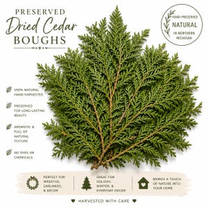 May include: Preserved dried cedar boughs with green, fan-shaped foliage. Text includes: PRESERVED Dried Cedar BOUGHS, HAND-PRESERVED NATURAL IN NORTHERN MICHIGAN, 100% NATURAL HAND HARVESTED, PRESERVED FOR LONG-LASTING BEAUTY, AROMATIC & FULL OF NATURAL TEXTURE, NO DYES OR CHEMICALS, PERFECT FOR WREATHS, GARLANDS, & DECOR, GREAT FOR HOLIDAY, WINTER, & EVERYDAY DECOR, BRINGS A TOUCH OF NATURE INTO YOUR HOME, HARVESTED WITH CARE.