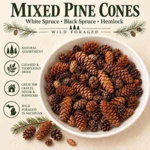 May include: A white bowl filled with a variety of brown pine cones, including white spruce, black spruce, and hemlock. Text reads: MIXED PINE CONES, White Spruce, Black Spruce, Hemlock, WILD FORAGED, NATURAL ASSORTMENT, CLEANED & THOROUGHLY DRIED.