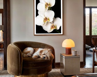 Puede incluir: Una impresión de arte mural enmarcada que presenta tres flores de orquídea blancas con centros amarillos y morados sobre un fondo negro sólido. La obra de arte se muestra en orientación vertical, destacando los pétalos delicados y los detalles florales.