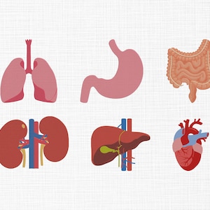 May include: A collection of stylized illustrations of human organs, including lungs, stomach, intestines, kidneys, liver, and heart. The organs are rendered in shades of red, pink, and brown against a white background.
