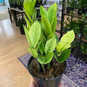 Zamioculcas zamiifolia ‘Chameleon ZZ’ - 6" Pot