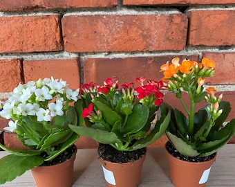 Kalanchoe 'Flowering Succulent'