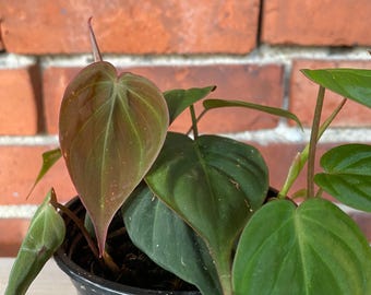 Philodendron 'Micans'