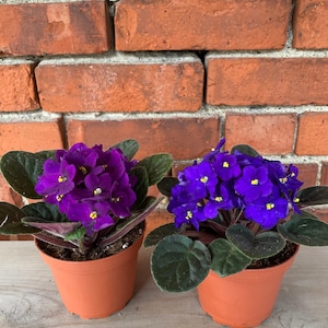 Saintpaulia ‘African Violets’