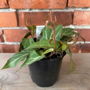 Cissus amazonica 'Jungle Vine' - 4" Pot