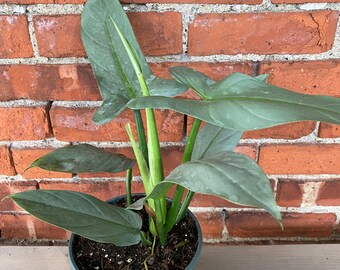 Philodendron hastatum ‘Silver Sword’