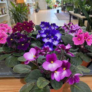 Saintpaulia ‘African Violets’