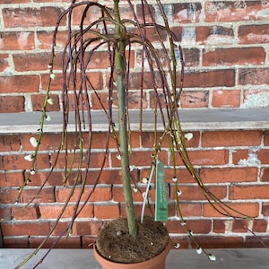 Salix caprea 'Pussy Willow' - 6" Pot