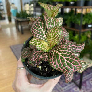 Fittonia ‘Pink Nerve Plant’ - 3" Pot