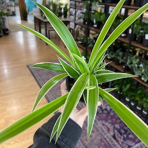 Chlorophytum comosum ‘Reverse Variegated Spider Plant’ - 3.5" Pot