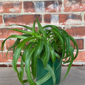 May include: A green spider plant in a green plastic pot. The plant has long, cascading green leaves. The background is a red brick wall and a wooden surface.