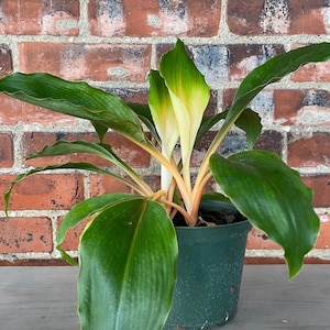 Chlorophytum 'Mandarin Orange' - 6" Pot