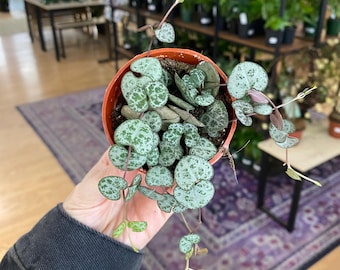 Ceropegia 'String of Hearts'