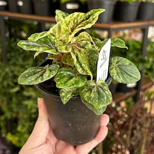Peperomia 'Buenos Aires' - 3" Pot