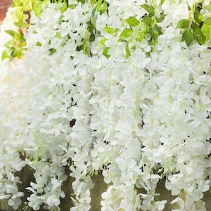 Peut inclure: Gros plan sur des fleurs de glycine blanches en cascade avec des feuilles vertes. L'arrangement floral artificiel présente de longues tiges de fleurs groupées, créant un affichage décoratif. Idéal pour ajouter de l'élégance.
