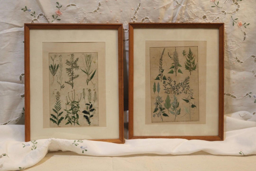 Antique Hand-colored Botanical Engraving (c.1800) – Framed Copperplate ...