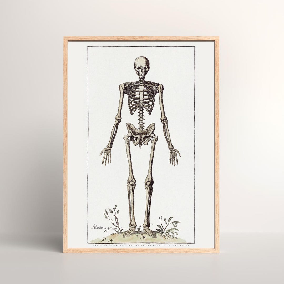 Antique Human Skeleton Anatomy Poster, Vintage Medical Illustration ...