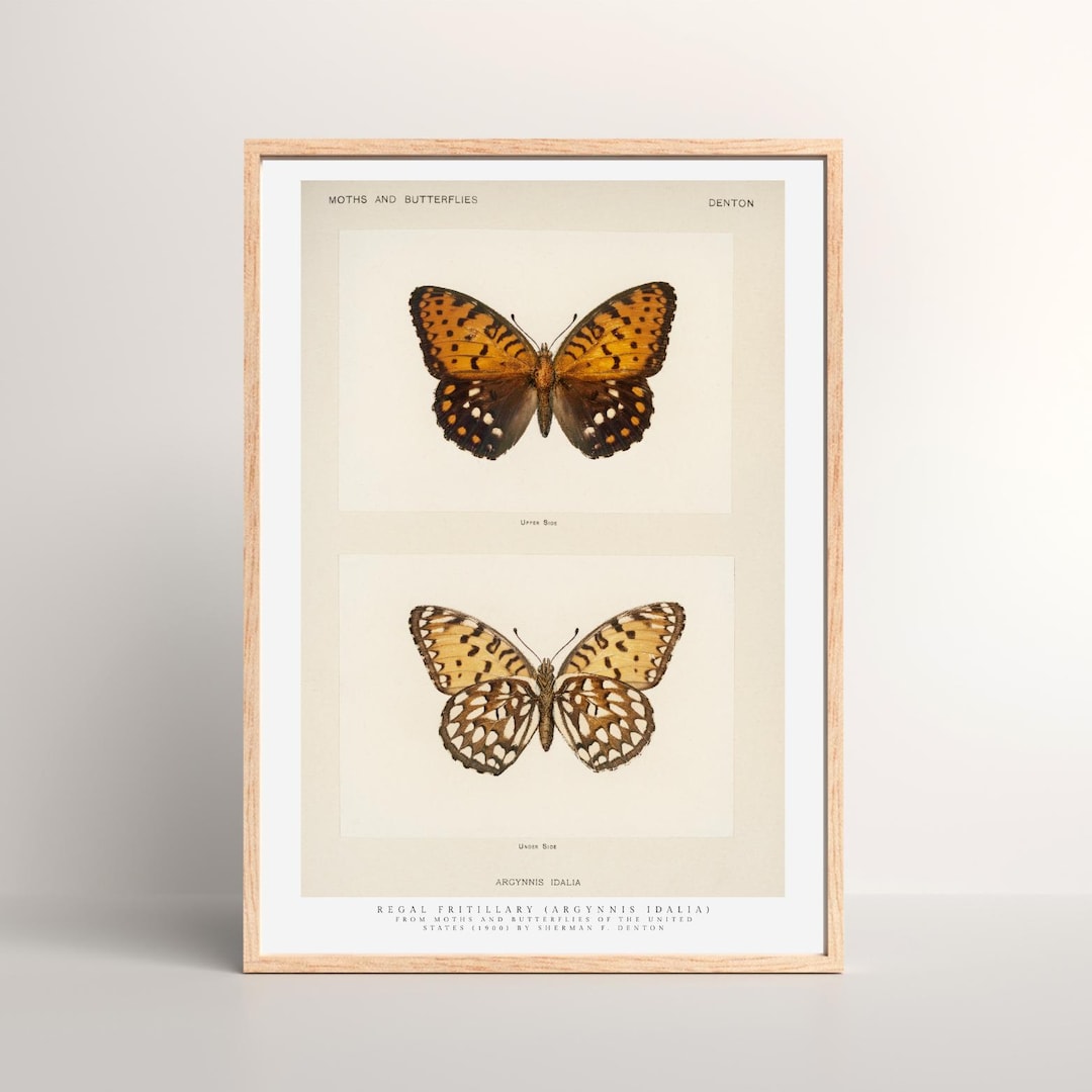 Vintage Butterfly Illustration Poster – Antique Entomology Wall Art ...