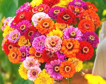 Zinnia California Giant Flower Seeds Mix – Vibrant, Multi-Color Blooms – Easy to Grow, Non-GMO