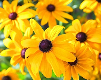 Black Eyed Susan Seeds for Planting, Heirloom Variety , Non-GMO - Yellow Flowers with Dark Centers