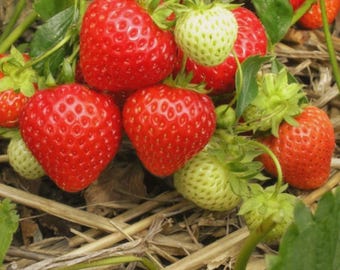 Strawberry Seeds Non-GMO Heirloom, Fresh & Organic for Home Gardening