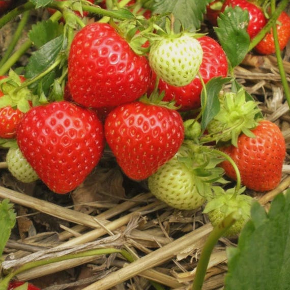 Strawberry Seeds Non-GMO Heirloom, Fresh & Organic for Home Gardening