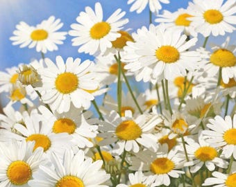 Shasta Daisy Seeds - Heirloom, Non-GMO, Flowers for Your Garden