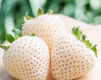 White Strawberry Seeds - Organic, Heirloom, Non GMO - Grow Indoors, Outdoors, In Pots