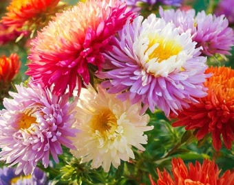 Giant Mixture Aster Seeds - NON-GMO, Heirloom, Fast-Growing Flower Seeds for Outdoor Gardens