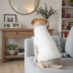 May include: A small dog wearing a white, chunky knit turtleneck sweater sits on a gray sofa. The dog is facing away from the camera, with a neutral-toned living room in the background. A round mirror and framed photos are visible.