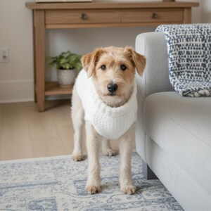 May include: A tan and white dog wearing a white, chunky knit sweater. The dog is standing on a patterned blue and white rug in front of a gray couch. A wooden table and a potted plant are in the background.
