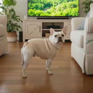 May include: A cream-colored French Bulldog wearing a beige knit sweater stands on a hardwood floor. The dog is in a living room setting with a white cabinet, a television displaying a green landscape, and white furniture.
