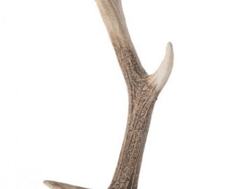 Animal horn | Etsy