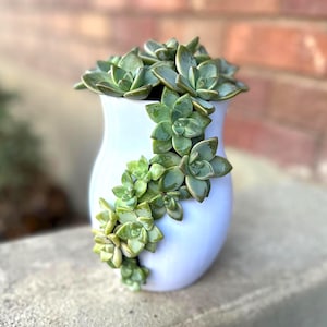 May include: A white ceramic vase with a smooth, rounded silhouette, featuring a cascading arrangement of green succulent plants that spill over the rim and down the side of the container, creating a natural, textured contrast against the white surface.