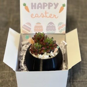 Easter Succulent Gift – Live Succulent with 3D Printed Pot