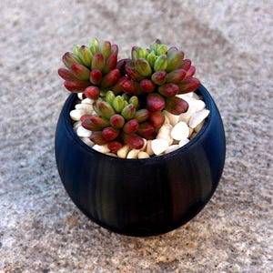 Op de afbeelding: Een kleine, ronde zwarte plantenbak gevuld met witte kiezels en drie vetplanten. De vetplanten hebben groene en rode bladeren. De plantenbak staat op een grijs, getextureerd oppervlak.