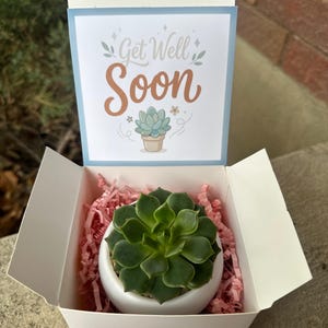 Succulent Recovery Gift Box Set Live Plant Care Package Hospital Gift Cheer Delivery Wellness Present Sympathy Offering Desktop Decoration